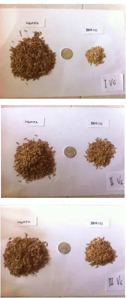 Gambar 14. Gabah padi pada perlakuan pemberian debu vulkanik 1500 g / 10 kg  gambut basah (V6)  