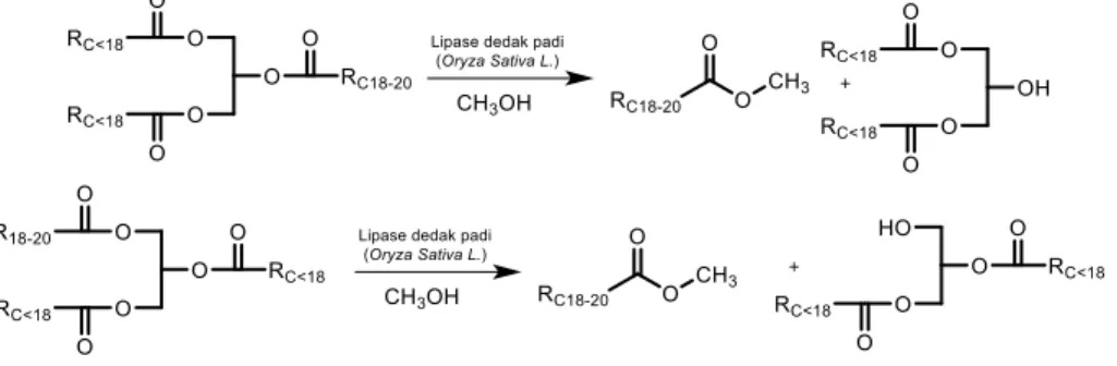 Gambar  15.      Reaksi  enzim  lipase  dedak  padi  (Oryza  Sativa  L.)  spesifik  C 18-20   di  dalam  mengkatalisis substrat VCO menjadi DAG 