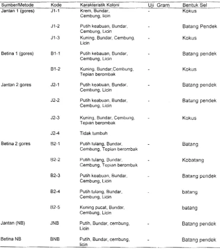 Tabel 6. Karekateristik koloni, hasil uji Gram, dan bentuk sel isoalat bakteri dari hemolimfe P