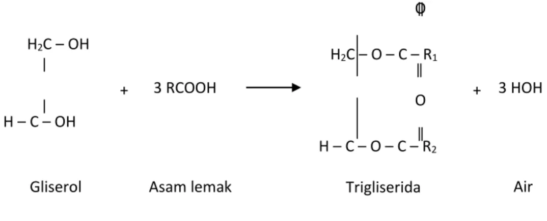 Gambar 1. Reaksi esterikasi trigliserida (minyak/lemak) dengan mereaksikan gliserol dan asam  lemak menghasilkan trigliserida dan air 
