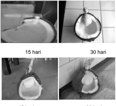 Gambar 3.  Perubahan kentos kelapa selama  germinasi 