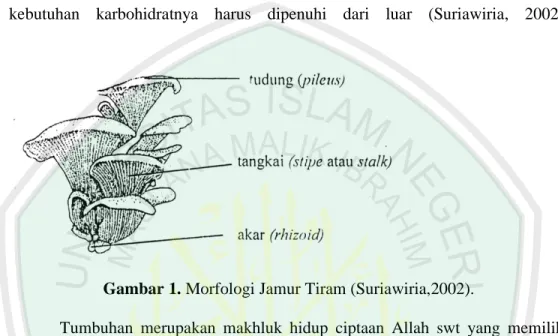 Gambar 1. Morfologi Jamur Tiram (Suriawiria,2002). 