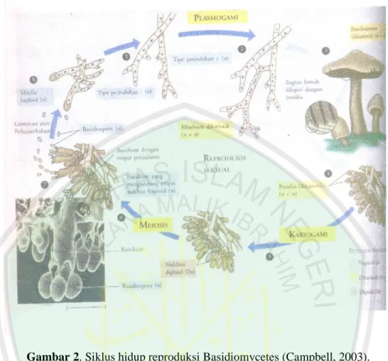 Gambar 2. Siklus hidup reproduksi Basidiomycetes (Campbell, 2003). 