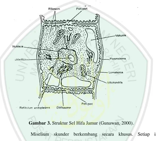 Gambar 3. Struktur Sel Hifa Jamur (Gunawan, 2000). 