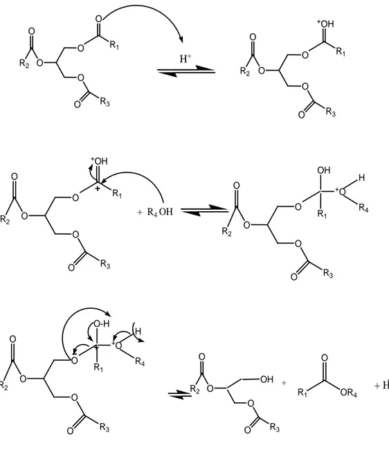 Gambar 2.2. Mekanisme Reaksi Tranesterifikasi dengan Katalis Asam 