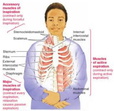 Gambar  1 Anatomy of the respiratory muscles 15