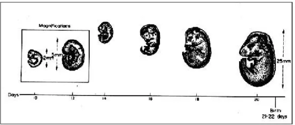 Gambar 2  Ukuran fetus tikus. (Sumber : Inglis 1980) 
