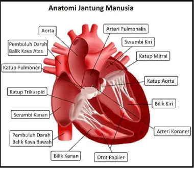 Gambar 2.3 Anatomi Jantung 