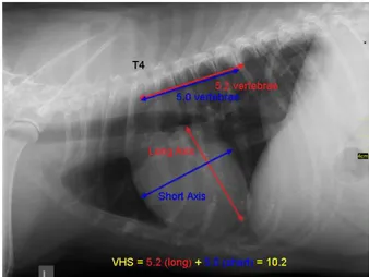 Gambar 22  Perhitungan vertebrae heart size (VHS) pada posisi radiografi lateral hewan anjing