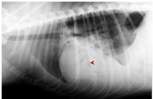 Gambar  29    Kejadian  radiografi  air  bronchogram  pada  posisi  lateral  yang  di  tujunkan  kepala  panah merah hati (O'Sullivan &amp; O'Grady 2010) (modifikasi)