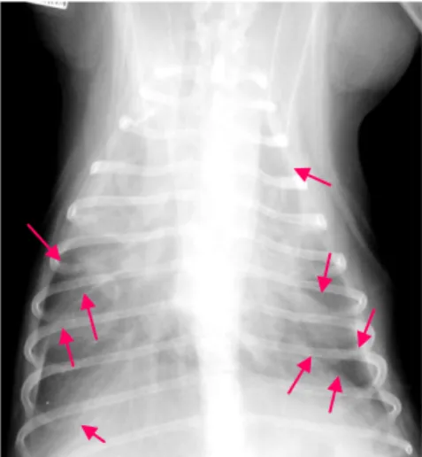 Gambar  33    Radiografi  leafing  of  lung  lobes  yang  di  tandai  dengan  arah  panah  berwarna  ping   pada posisi dorsoventral (O'Sullivan &amp; O'Grady 2010) (modifikasi)