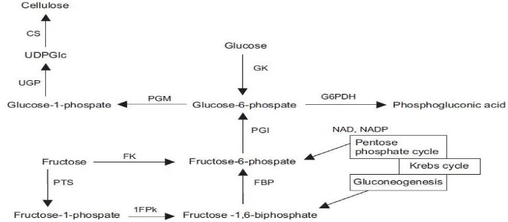 Gambar 2.3 Mekanisme biosintesis bioselulosa (Chawla, et al., 2009) 