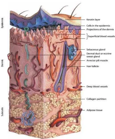 Gambar 2.1 Struktur kulit (Shai, et al., 2009). 