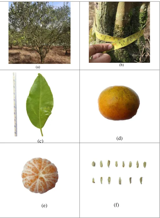 Gambar beberapa karakter morfologis tanaman jeruk yang terdapat di  Kabupaten Karo dan Simalungun dapat dilihat pada gambar  berikut ini 