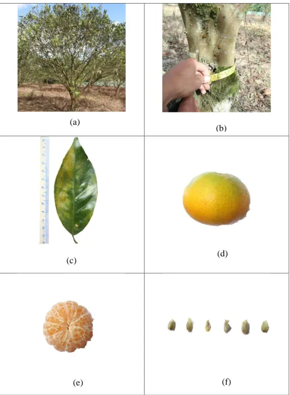 Gambar 2. Karakter morfologi tanaman jeruk aksesi 2: 