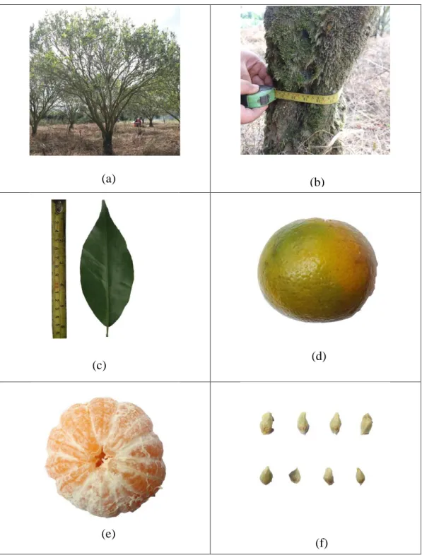 Gambar 4. Karakter morfologi tanaman jeruk aksesi 4: 