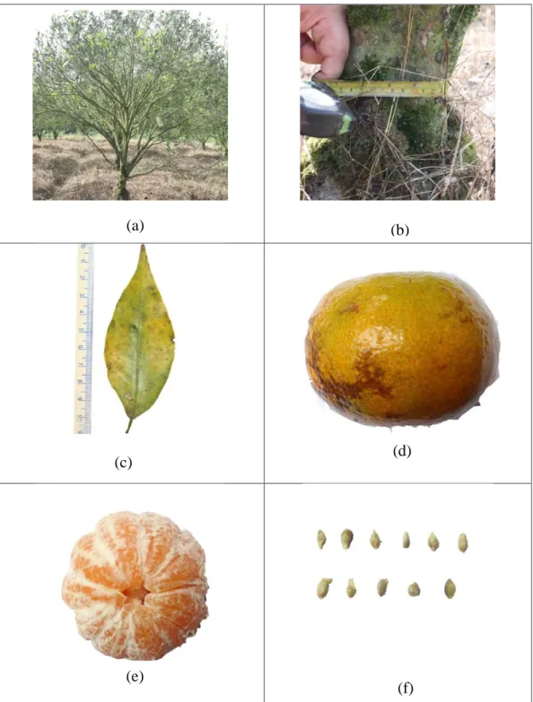 Gambar 5. Karakter morfologi tanaman jeruk aksesi 5: 
