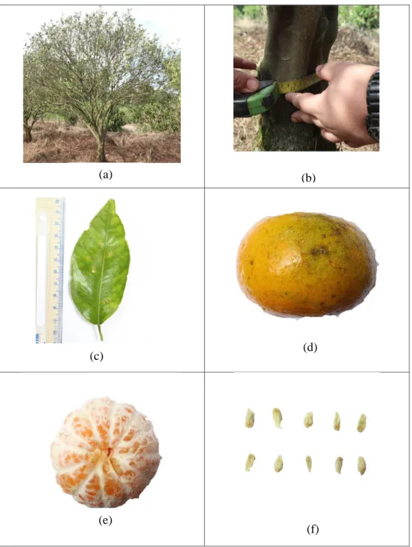 Gambar 6. Karakter morfologi tanaman jeruk aksesi 6: 