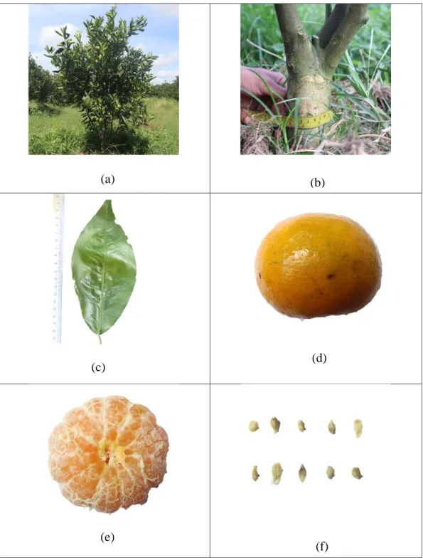 Gambar 7. Karakter morfologi tanaman jeruk aksesi 7: 