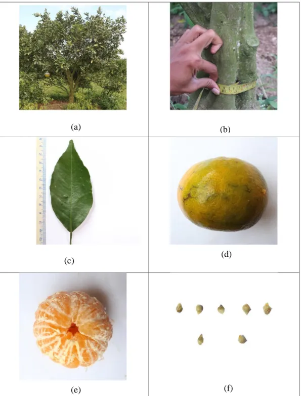 Gambar 9. Karakter morfologi tanaman jeruk aksesi 9: 