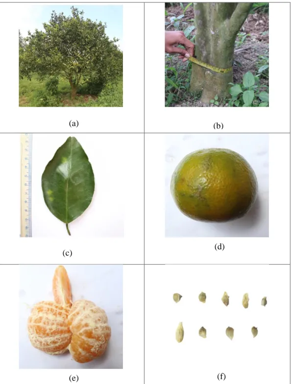 Gambar 10. Karakter morfologi tanaman jeruk aksesi 10: 