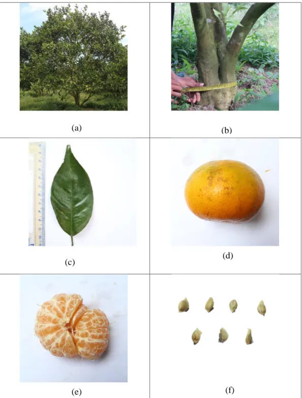 Gambar 11. Karakter morfologi tanaman jeruk aksesi 11: 