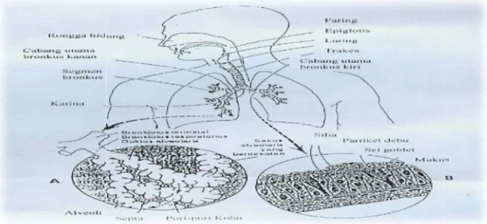 Gambar 2. 1 : Saluran Pernapasan