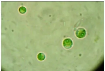 Gambar 1. Sel mikroalga Dunaliella salina 