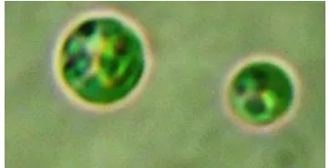 Gambar 1.  Sel mikroalga N. oculata dengan perbesaran1000 x  