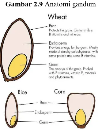 Gambar 2.10 Perbandingan anatomi gandum, beras dan jagung  