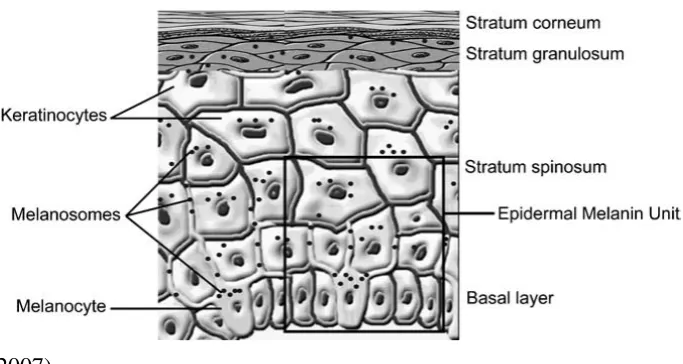 Gambar 2.1  Struktur epidermis (Walters dan Michael, 2008) 