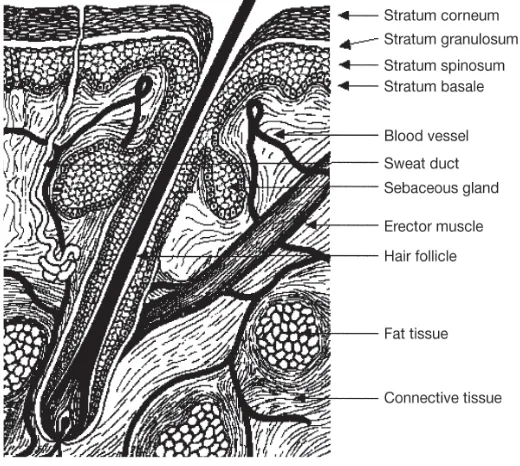 Gambar 2.2 Komponen dari epidermis dan dermis kulit manusia (Walters, 2007). 