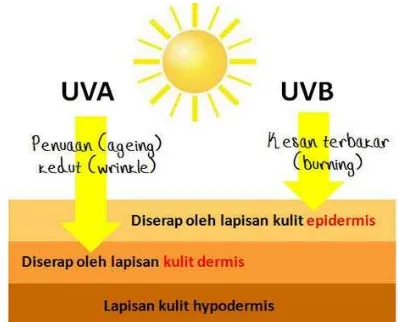 Gambar 2.4 Penetrasi sinar UV pada kulit 