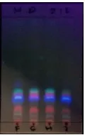Gambar 2. Kromatogram fraksi sembilan di bawah lampu UV λ 365 nm pada KLT preparatif. 