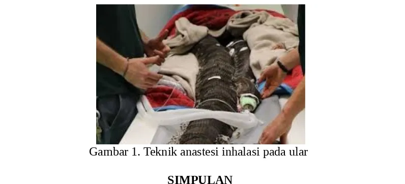 Gambar 1. Teknik anastesi inhalasi pada ular 