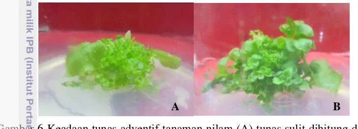 Gambar 6 Keadaan tunas adventif tanaman nilam (A) Sulit dihitung dan (B) Mulai    Gambar 6 Keadaan tunas adventif tanaman nilam (A) tunas sulit dihitung dan (B) 