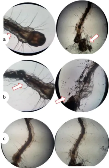 Gambar  1.  Larva  nyamuk  Ae.  aegypti  normal  (kiri),  dan  setelah  diberi  perlakuan  (kanan)
