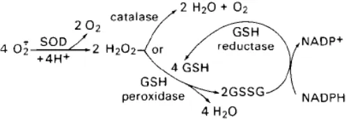 Gambar 2.2. Enzim-enzim pertahanan antioksidan (Sumber : Arief, 2014) 