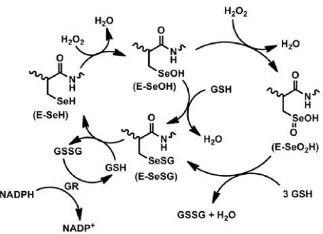 Gambar 2.3. Mekanisme katalisis h2o2 oleh glutation peroksidase (Sumber : Bhabak, 2013) 