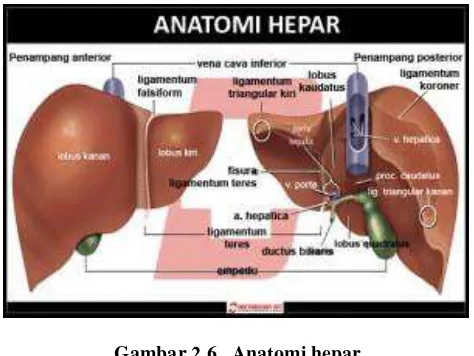 Gambar 2.6.  Anatomi hepar  