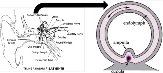 Gambar  2.5 Vestibular sistem dan Semisirkular kanal 
