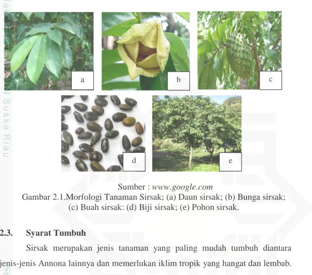 Gambar 2.1.Morfologi Tanaman Sirsak; (a) Daun sirsak; (b) Bunga sirsak; 