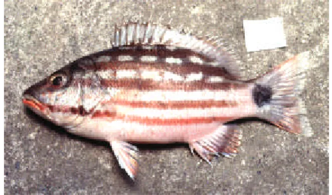 Gambar 2  Ikan menggaru (Lutjanus decussatus). 
