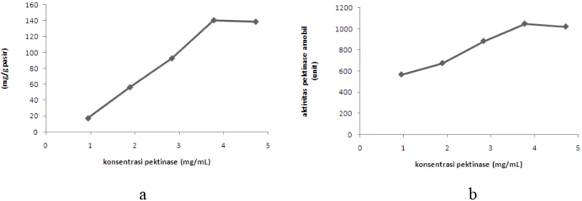 Gambar 2. (a) Kurva hubungan antara konsentrasi pektinase terhadap jumlah pektinase teradsorpsi (b) Kurva hubungan antara konsentrasi pektinase terhadap aktivitas pektinase amobil  