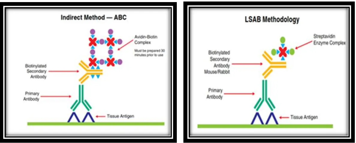 Gambar  2.1  A)  Metode  Avidin-Biotin  Complex  (ABC),  B)  Metode  Labeled  Streptavidin  Biotin  (LSAB)