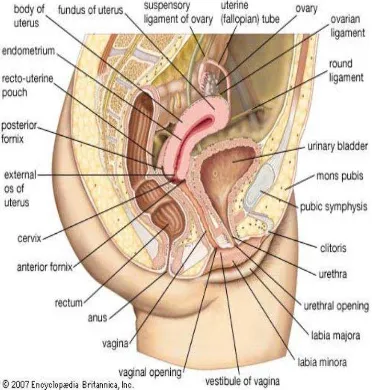 Gambar 2.1. Anatomi Sistem Reproduksi Wanita 