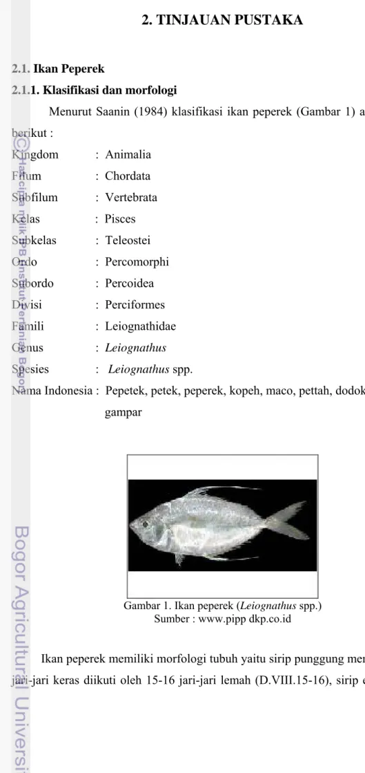 Gambar 1. Ikan peperek (Leiognathus spp.)  Sumber : www.pipp dkp.co.id 