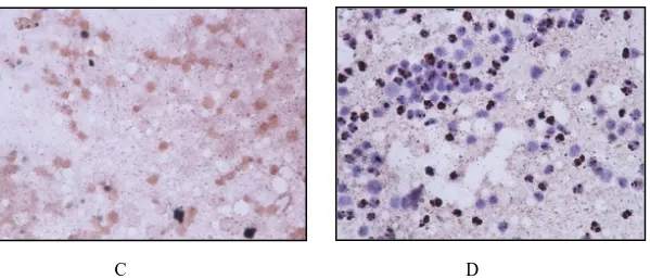 Gambar 1. Gambaran mikroskopis sediaan head squash nyamuk dengan metode imunositokimia  memperlihatkan  reaksi  positif  pada  kontrol  positif  (A);  sampel  positif  Ae