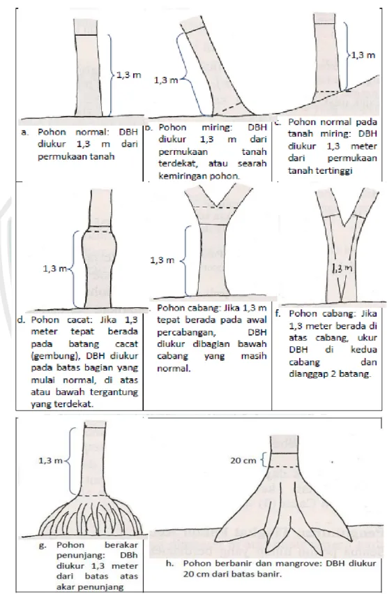 Gambar  3.3  Kaidah  penentuan  titik  pengukuran  Diameter  at  Breast  Height            (DBH) batang pohon (sumber: Manuri, dkk., 2011) 