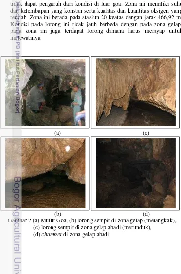 Gambar 2 (a) Mulut Goa, (b) lorong sempit di zona gelap (merangkak),  